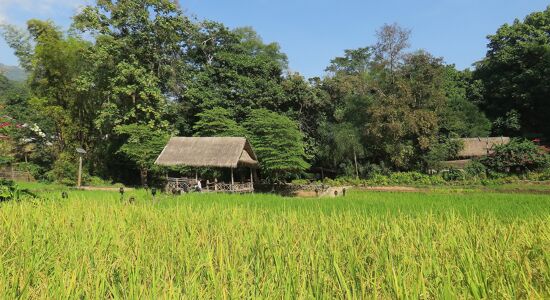 Muang Xay Rice-fields Green